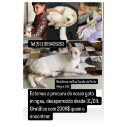 Vamos ajudar a encontrar o mingau