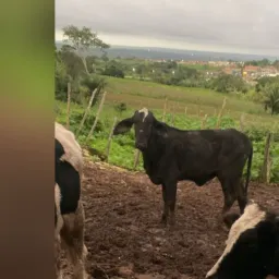 Rifa se uma bezerra no valor de 20 reais pra correr sábado pela federal boa sorte a tds obrigada 🙌