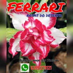 FERRARI, rosas do deserto