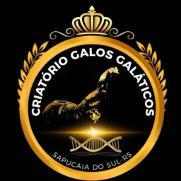 🥇CRIATÓRIO GALOS GALÁTICOS