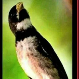 troca de pássaros NF