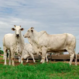 NELORE RONDÔNIA EXCLUSIVO COMPRA E VENDA DE GADO BEZERRO BEZERRA VACA CORTE EM GERAL.