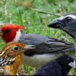 Cria é preserva 🦜
