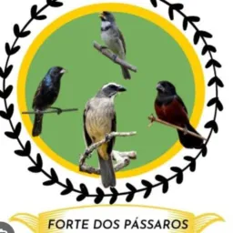 Top dos rolos entre amigos bora bora 💪🏻🐦😎