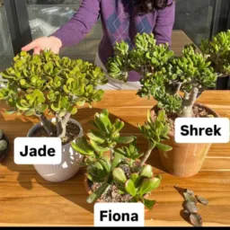 🪻🌹Vendas, trocas e doações de plantas 🪴🌱 Nova Iguaçu até Seropédica