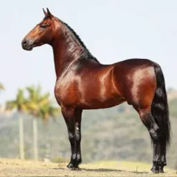 VENDA DE CAVALOS DDD 31 e 32