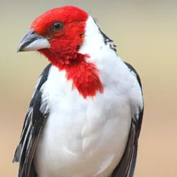 **Evaristo Premiações  GALO DE CAMPINA TOP DOS TOP*