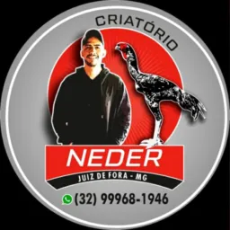 👑Criatório Neder JF MG👑🪶