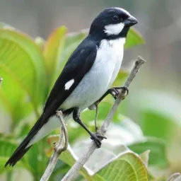 Trocar é vendas de Pássaros de Cachoeirinha é Cidade Vizinha