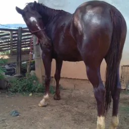 Compras vendas e catiras