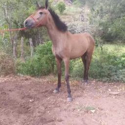 °Rifa de um poutra Mm°