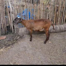 RIFA DE UMA BORREGA