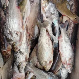 VENDAS DE PEIXE  E ACARI  DE PORTO DE MOZ🐟🐠🦐🦀