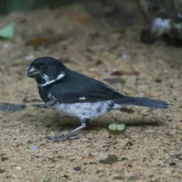 ROCINHA VIDIGAL ROLO DE AVES