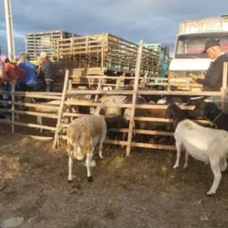 Feira de animal de Quixadá🐷🐔🪿🐴🐃🐄🫏