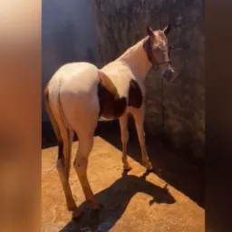 Rifa POTRO PAYNT HORSE 🐎