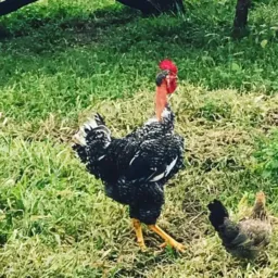 Galinha Balão Segipana