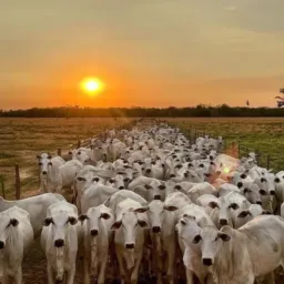 🐮🌾AGROPECUÁRIA BRASIL jb