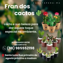 Venda de cactos da fran🌵🌸