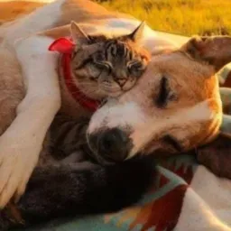 Achados perdidos e doaçöes dos pets 😍