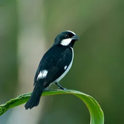 AVES DE RECIFE E REGIÃO🔥🦜
