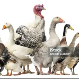 Brick de animais 🦆🐣🦢 jardim América