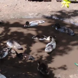 Vendas de frango pato marreco e peru gigante