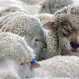 OVELHA E BODE