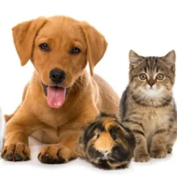 ADOÇÃO DE ANIMAIS 🐾E ANIMAIS PERDIDOS🐾🐾LEM