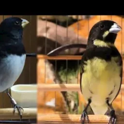 🦜🦅🦜SJB AVES 🦜🦅🦜