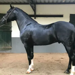 Assessoria Herdy Magalhães