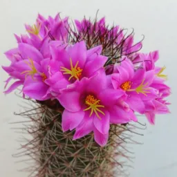 Florescer Plantas 🪴🌵🌸 (Petrolina e Juazeiro)somente (074) e (087)