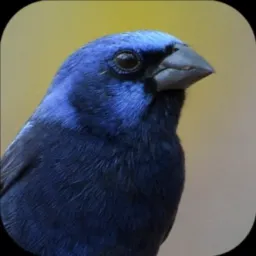 ⚠️ CRIADORES E VENDAS DE PÁSSAROS - REGIÃO DOS LAGOS 🦅🐦‍⬛