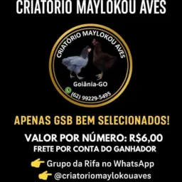 Criatório Maylokou Aves!