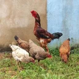 CENTRAL DO FRANGO
