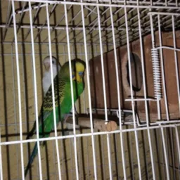 O rei dos pássaros rifa aberta