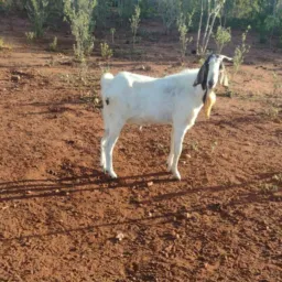 Rifa de um lindo Bode 🐐