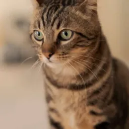 Gatos de vó