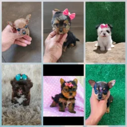 (Sp) Dogs no precinho.(York, shih Tzu, pinscher 🐶