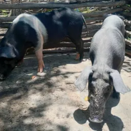 Rifa de 2 leitoas 🐖🐖