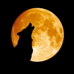 A alcateia🐺