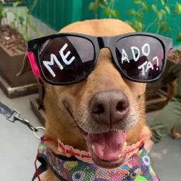 ‼️DOAÇÃO DE ANIMAIS ‼️