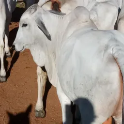Compras e vendas