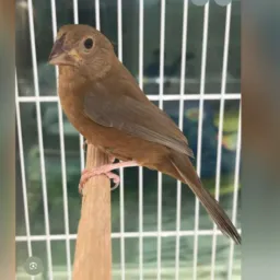 🦉SÓ AVES 🦅
