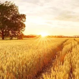 Compra e venda de produtos agrícolas