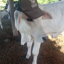 Marretão Rochedo campo grande postagem de vendas aluguel aqui a Agro não para🐎🐔🐂 e os negócios tbm💰💵