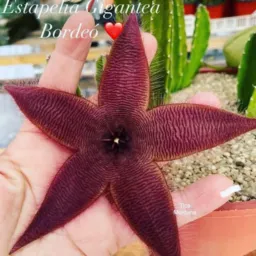 Desapegos brechó plantas e informações úteis