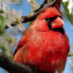 🦜SÓ PÁSSAROS & ANIMAIS e CIA