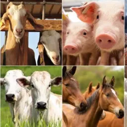 Compra/Venda de Animais 🐄🐖🐎🐐🐓 de Santa Terezinha PE e região