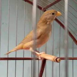 Amigos criadores de papa capim 🌳🐦